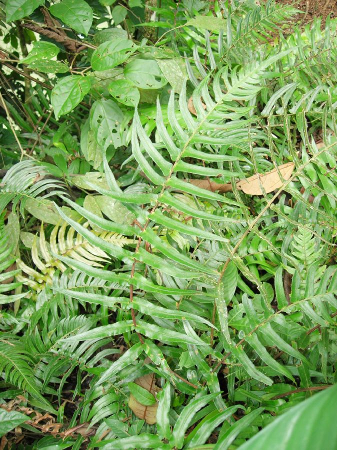 Blechnaceae Blechnum occidentale