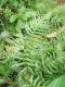 image of Blechnum occidentale