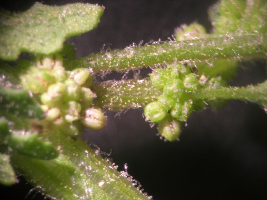 Amaranthaceae Chenopodium ambrosioides