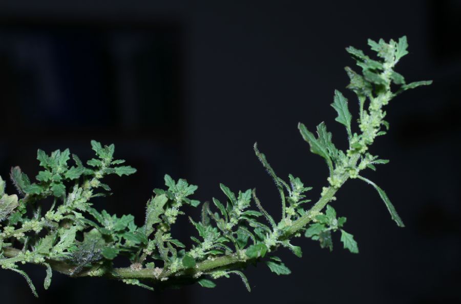 Amaranthaceae Chenopodium ambrosioides