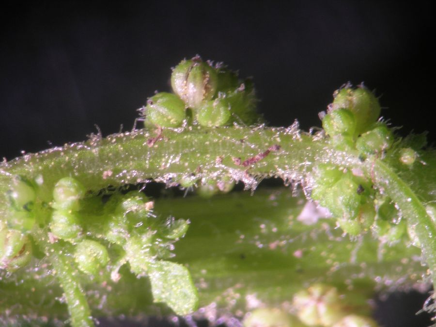 Amaranthaceae Chenopodium ambrosioides