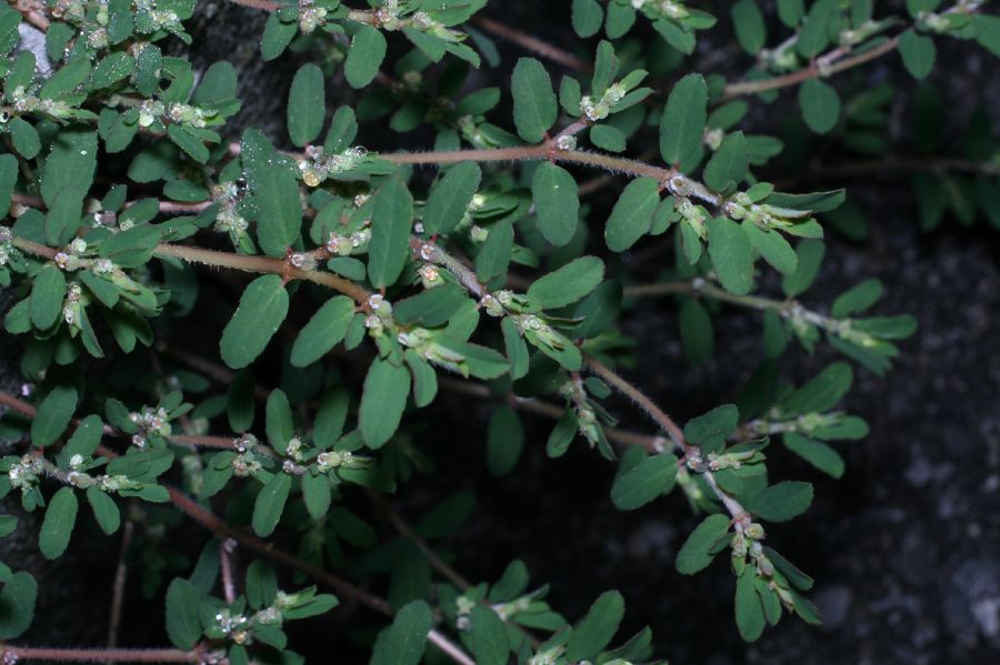Euphorbiaceae Euphorbia 