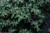 image of Euphorbia 
