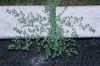 image of Euphorbia 