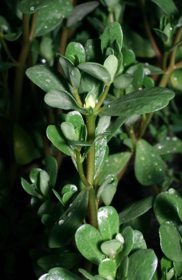 Portulacaceae Portulaca neglecta