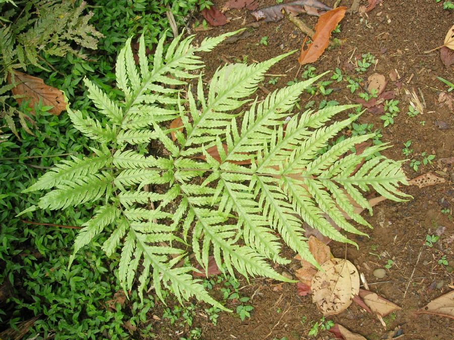 Tectariaceae Tectaria acutiloba