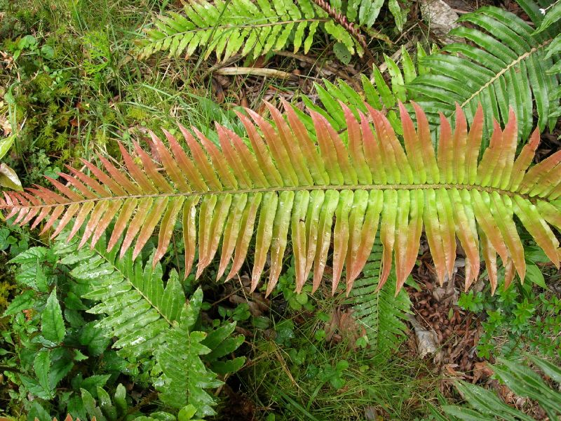 Blechnaceae Parablechnum schiedeanum