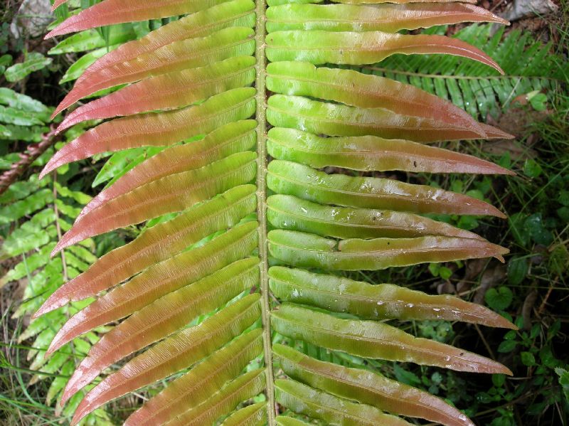 Blechnaceae Parablechnum schiedeanum