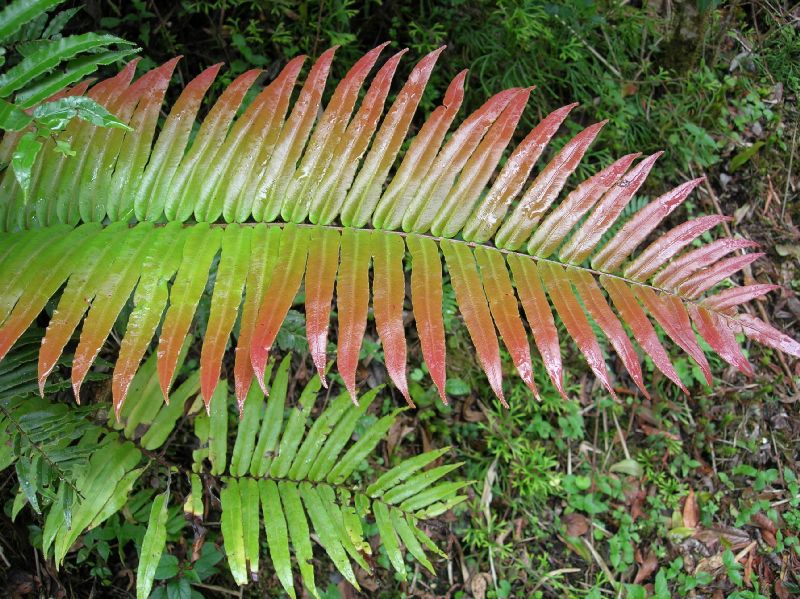 Blechnaceae Parablechnum schiedeanum