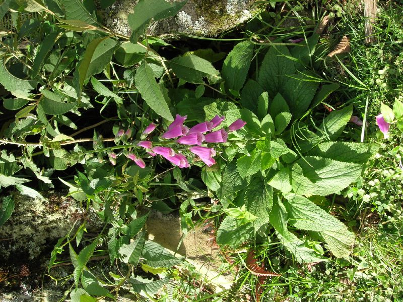 Plantaginaceae Digitalis purpurea