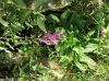 image of Digitalis purpurea