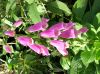 image of Digitalis purpurea