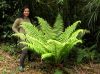 image of Dryopteris wallichiana