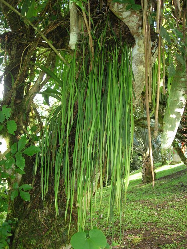 Pteridaceae Radiovittaria stipitata
