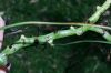 image of Campyloneurum amphostenon