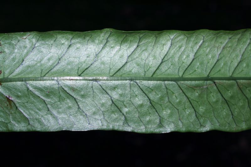 Polypodiaceae Campyloneurum amphostenon