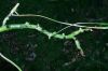 image of Campyloneurum amphostenon