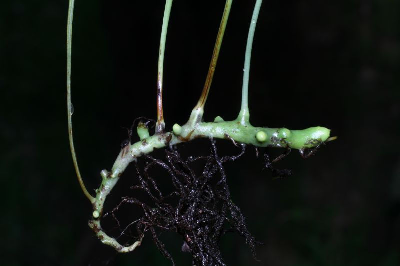 Polypodiaceae Campyloneurum gracile