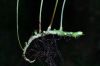 image of Campyloneurum gracile