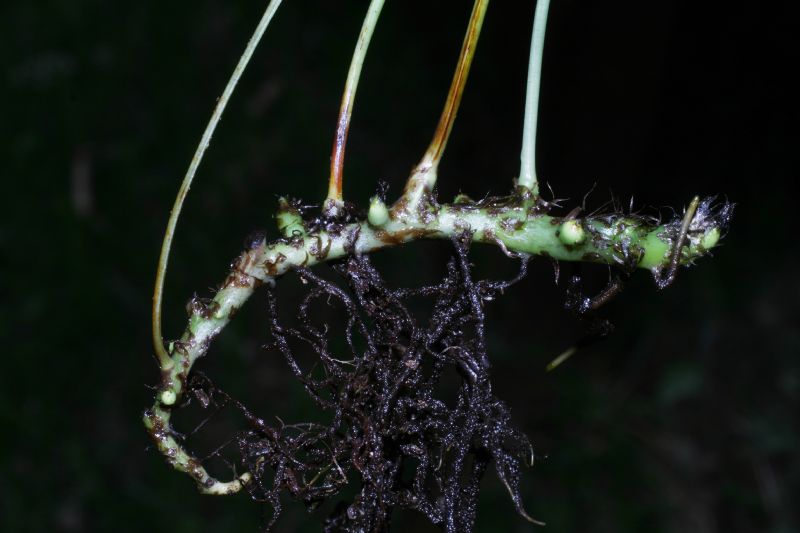 Polypodiaceae Campyloneurum gracile