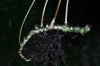 image of Campyloneurum gracile