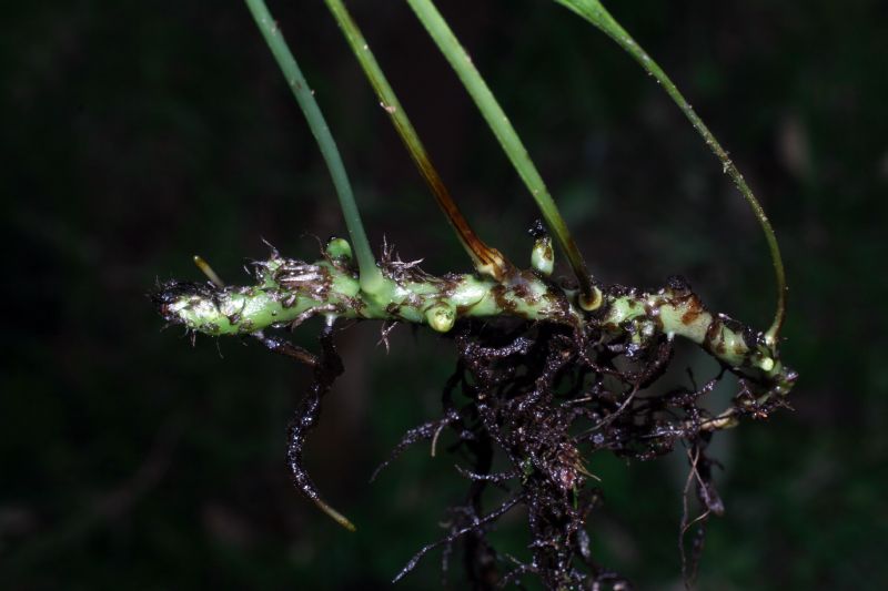 Polypodiaceae Campyloneurum gracile