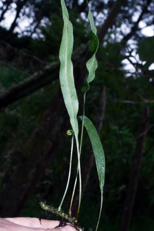 Polypodiaceae Campyloneurum gracile