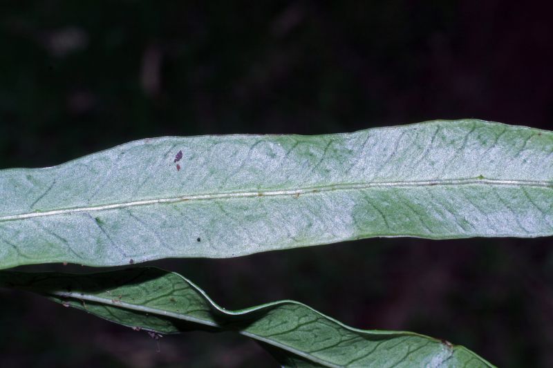 Polypodiaceae Campyloneurum gracile
