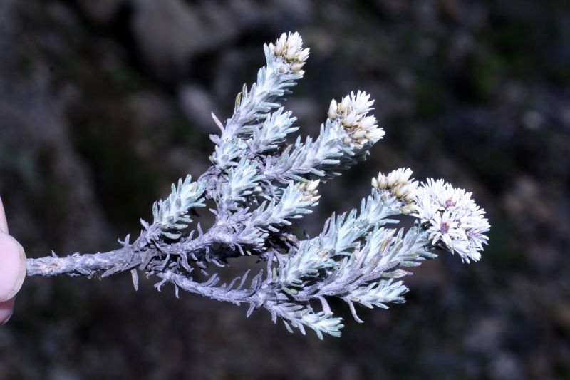 Asteraceae Chionolaena 