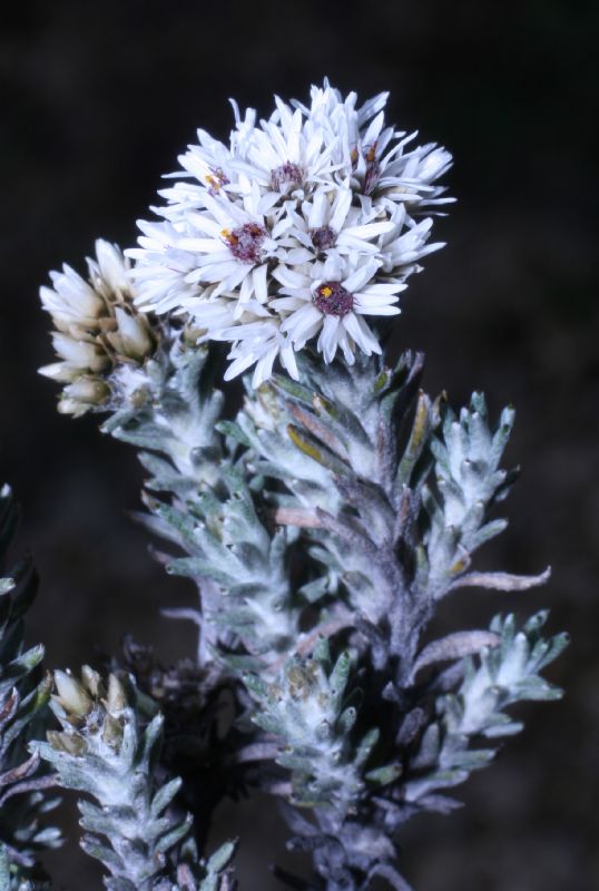 Asteraceae Chionolaena 