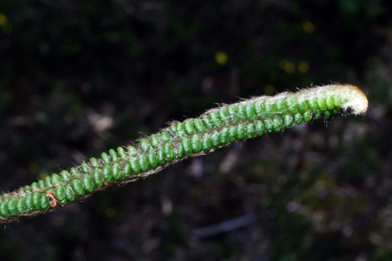 Pteridaceae Jamesonia alstonii