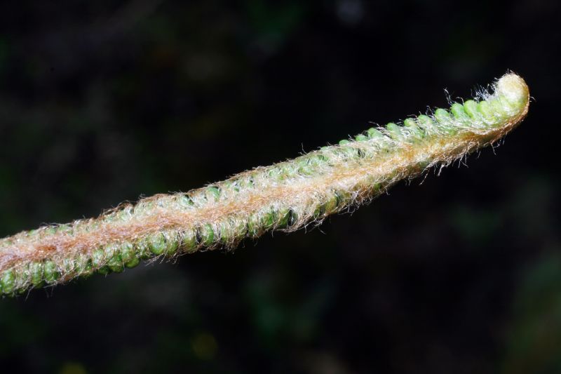 Pteridaceae Jamesonia alstonii