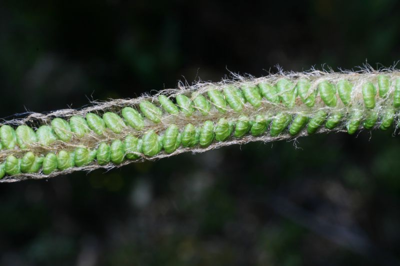 Pteridaceae Jamesonia alstonii