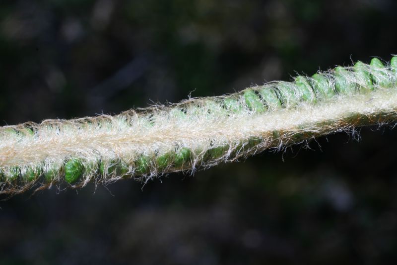 Pteridaceae Jamesonia alstonii
