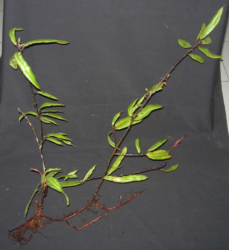 Oleandraceae Oleandra costaricensis