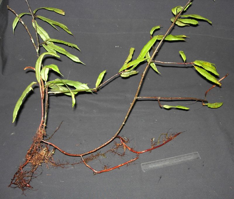 Oleandraceae Oleandra costaricensis