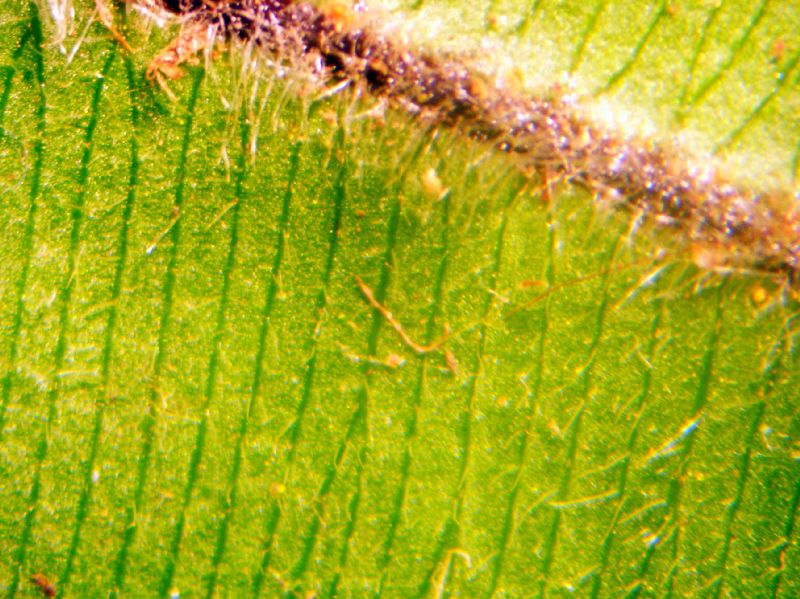 Oleandraceae Oleandra costaricensis