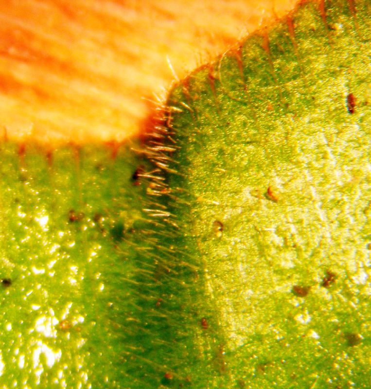 Oleandraceae Oleandra costaricensis