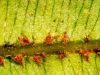 image of Oleandra costaricensis