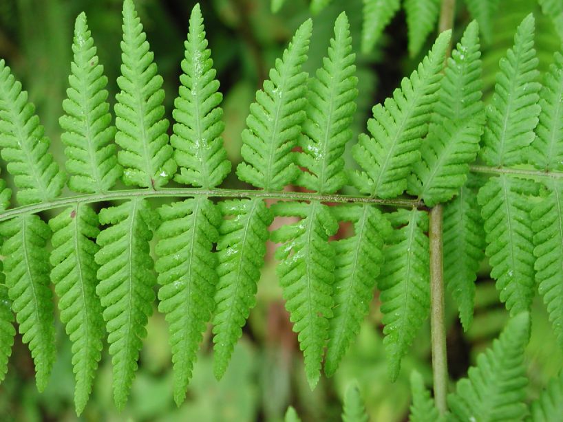 Thelypteridaceae Macrothelypteris torresiana