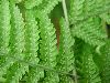 image of Macrothelypteris torresiana