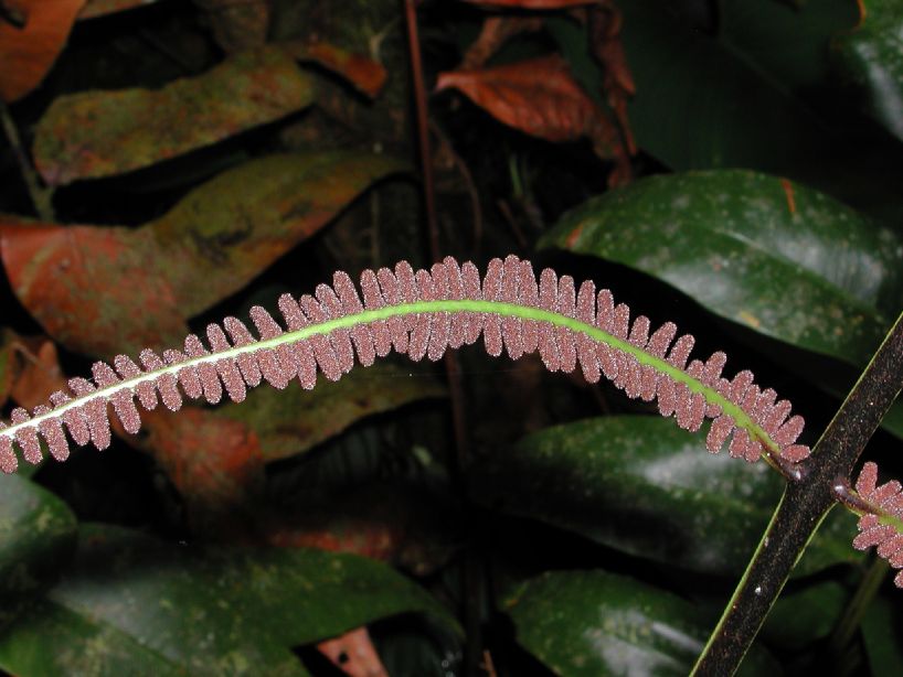 Dryopteridaceae Olfersia cervina