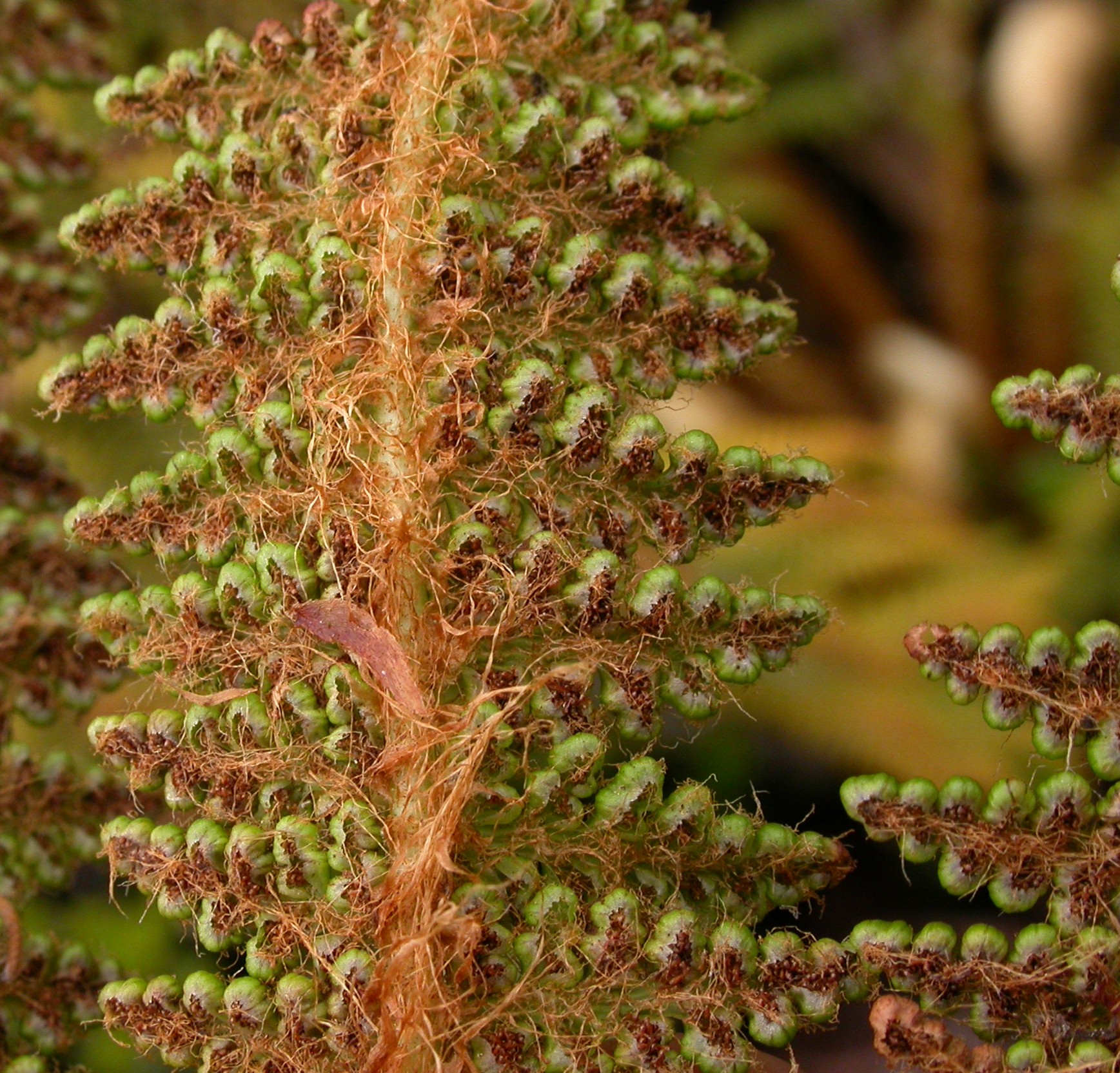 Dryopteridaceae Polystichum speciosissimum