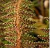 image of Polystichum speciosissimum