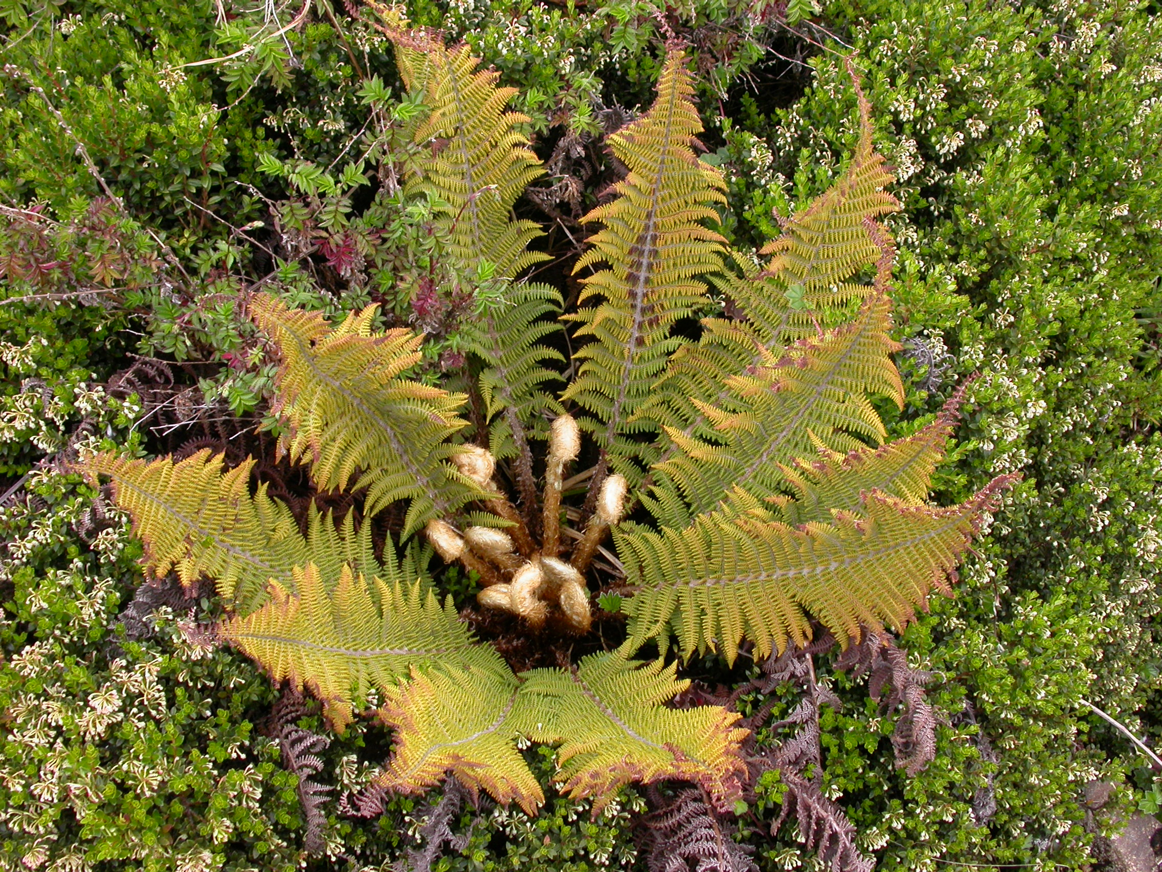 Dryopteridaceae Polystichum speciosissimum