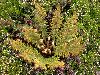 image of Polystichum speciosissimum