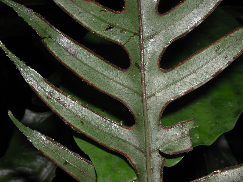 Pteridaceae Pteris altissima