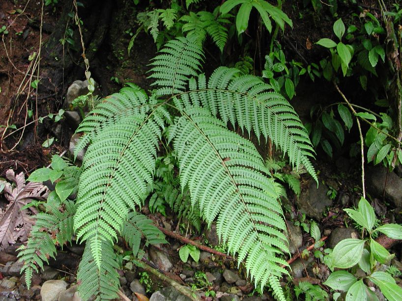 Pteridaceae Pteris podophylla