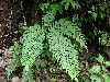 image of Pteris podophylla