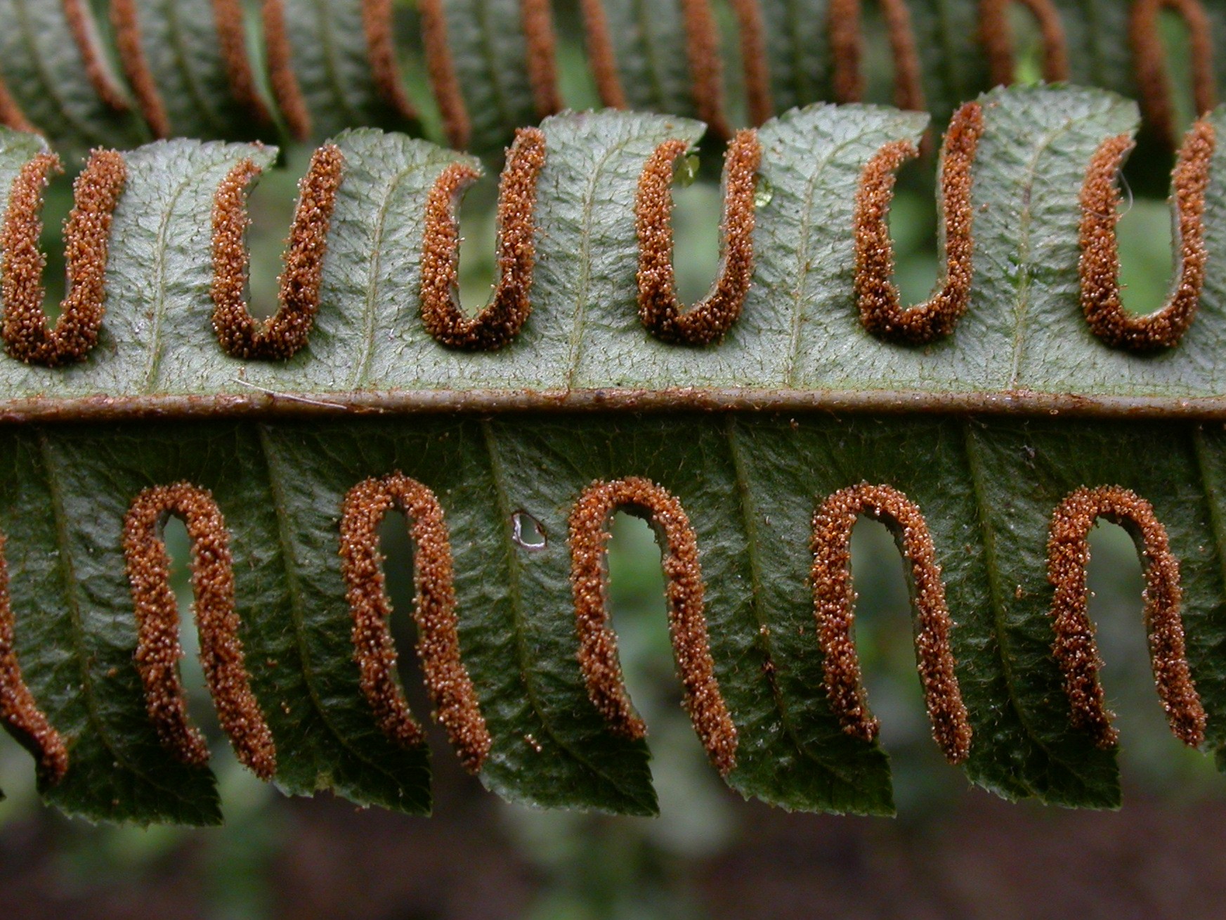 Pteridaceae Pteris podophylla